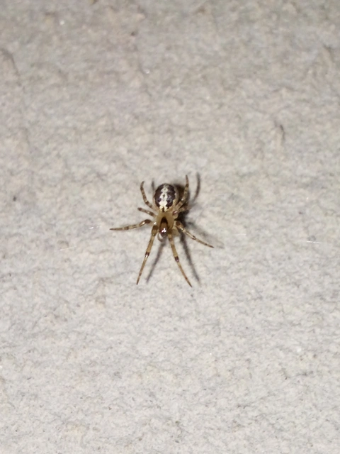 Leviellus
