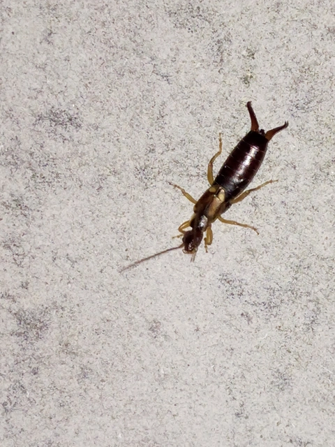 Forficula auricularia - közönséges fülbemászó