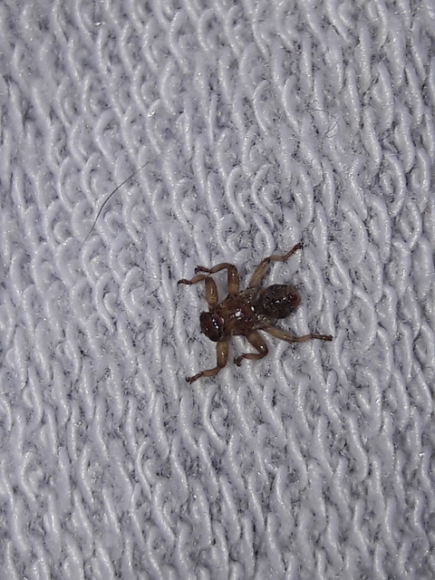 Hippoboscidae - kullancslegyek