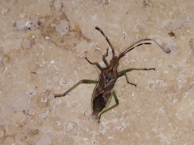 Gonocerus juniperi - boróka-karimáspoloska
