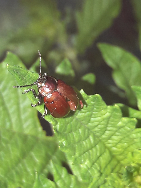 Chrysolina polita - réti mentalevelész Chrysolina polita - réti mentalevelész