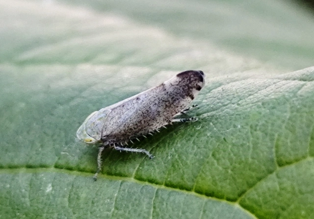 Fieberiella