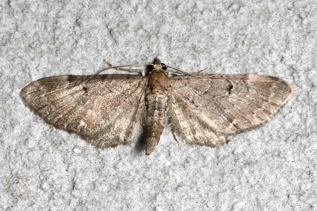 Eupithecia absinthiata - üröm-törpearaszoló