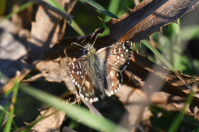 Pyrgus armoricanus - feles busalepke