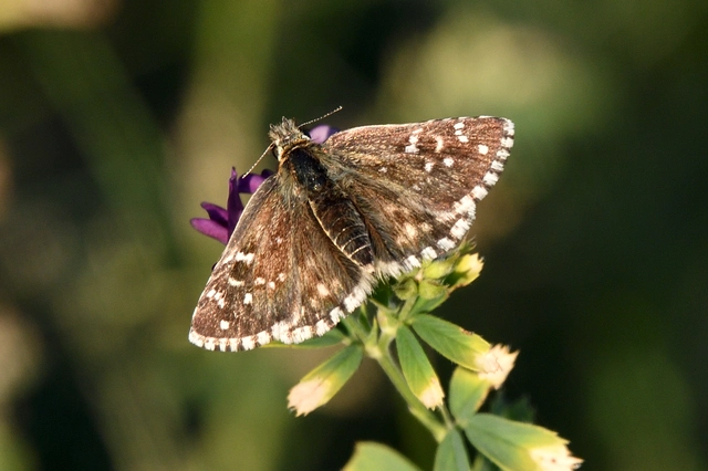 Pyrgus armoricanus - feles busalepke