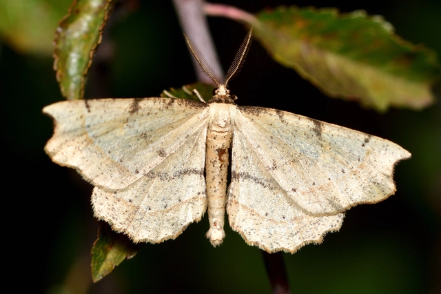 Artiora evonymaria - kecskerágó-araszoló