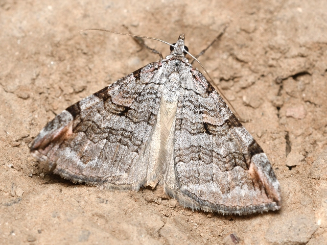 Aplocera plagiata - szürke csíkosaraszoló