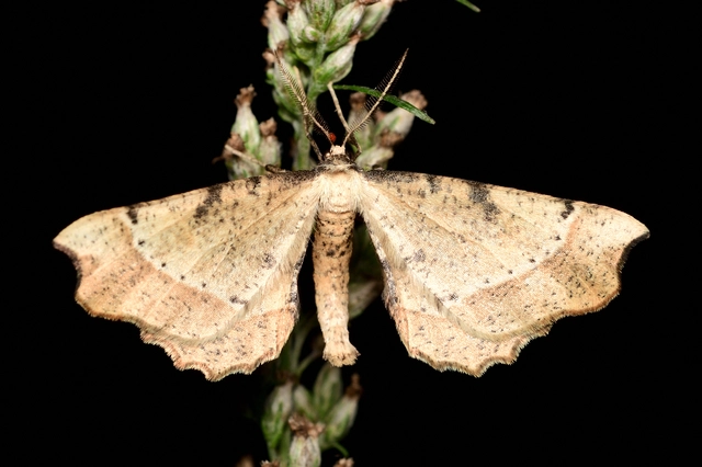Artiora evonymaria - kecskerágó-araszoló