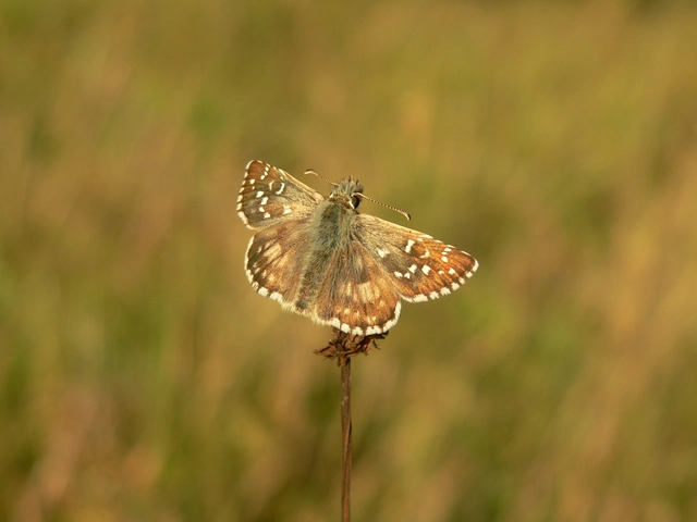 Pyrgus armoricanus - feles busalepke