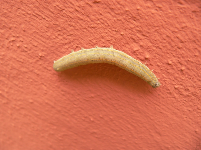 Anophia leucomelas - déli folyófűbagoly