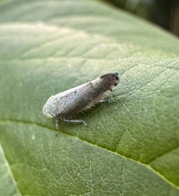 Fieberiella