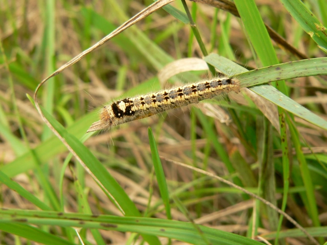 Euthrix potatoria - szomjas pohók