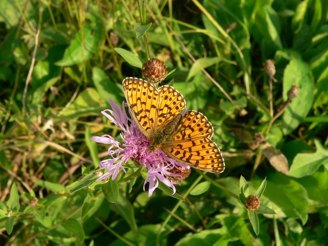 Boloria selene - fakó gyöngyházlepke
