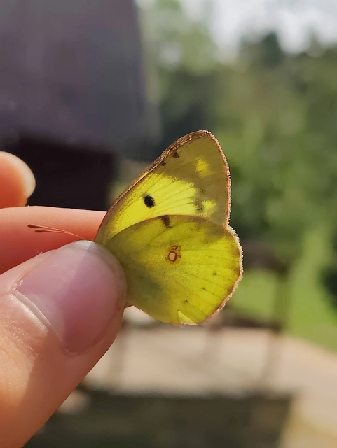Colias hyale - kéneslepke