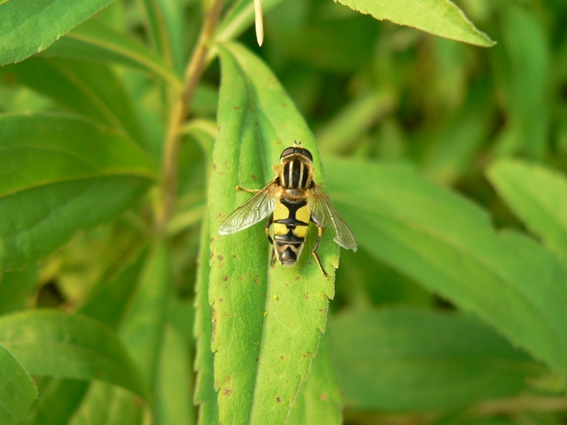 Helophilus trivittatus - nagy mocsárilégy