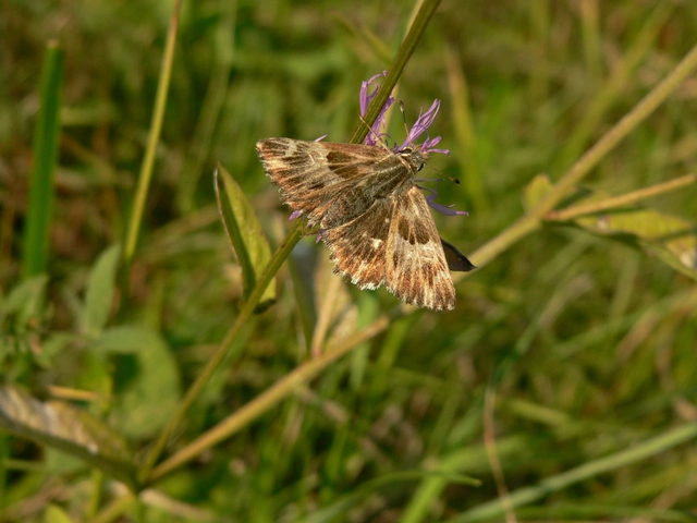 Carcharodus floccifera - pemetefű-busalepke