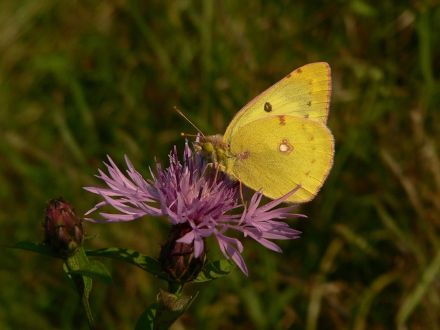 Colias alfacariensis - déli kéneslepke