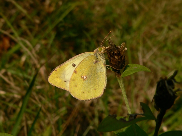 Colias alfacariensis - déli kéneslepke