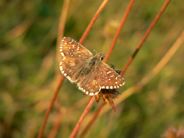 Pyrgus armoricanus - feles busalepke