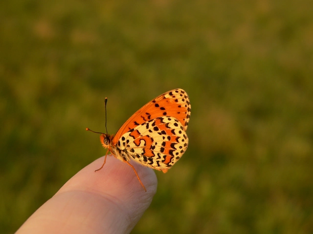 Melitaea didyma - tüzes tarkalepke
