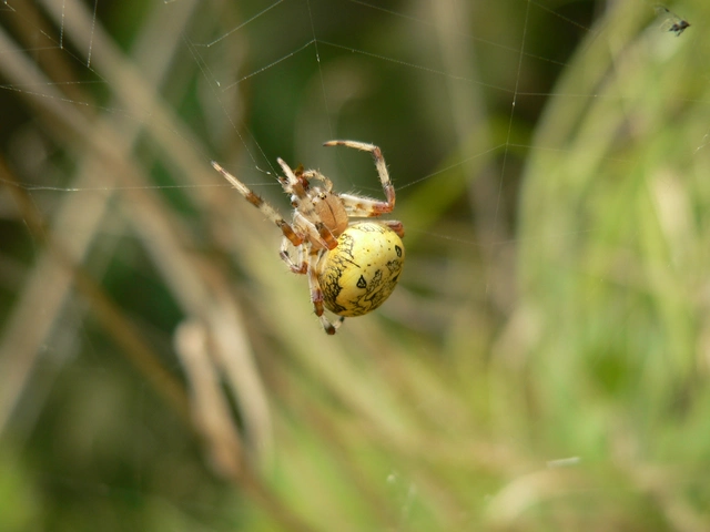 Araneus marmoreus - márványos keresztespók