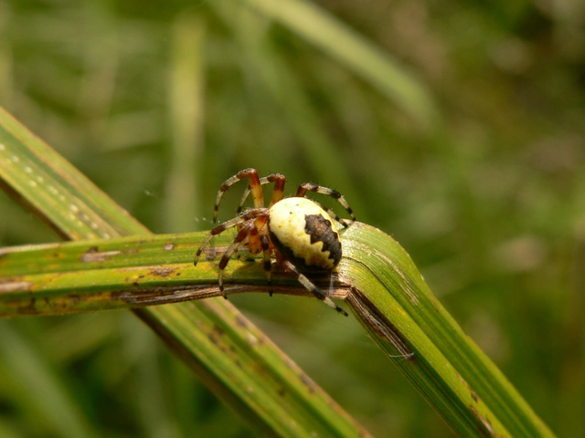 Araneus marmoreus - márványos keresztespók