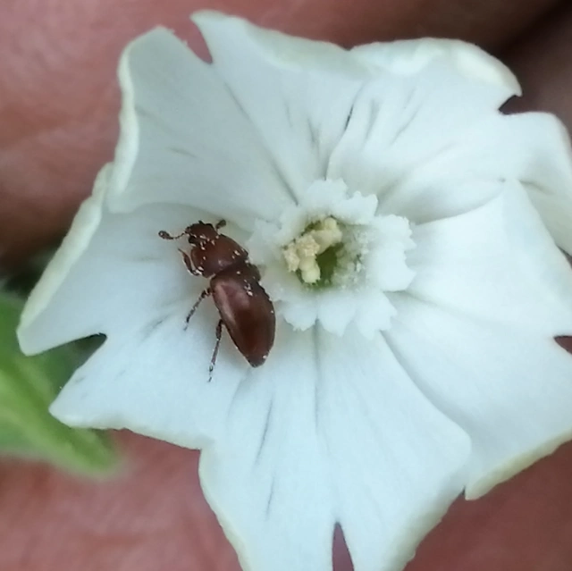 Nitidulidae - fénybogárfélék Nitidulidae - fénybogárfélék