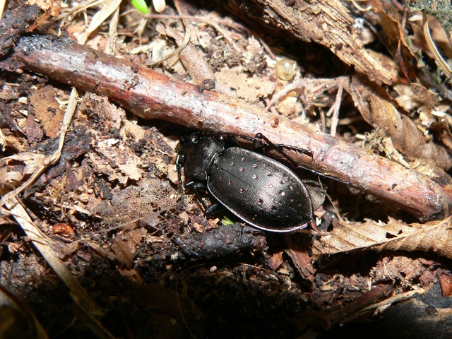 Carabus hortensis - aranypettyes futrinka