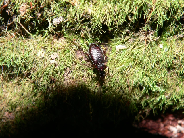 Limodromus assimilis - vöröslábú kisfutó