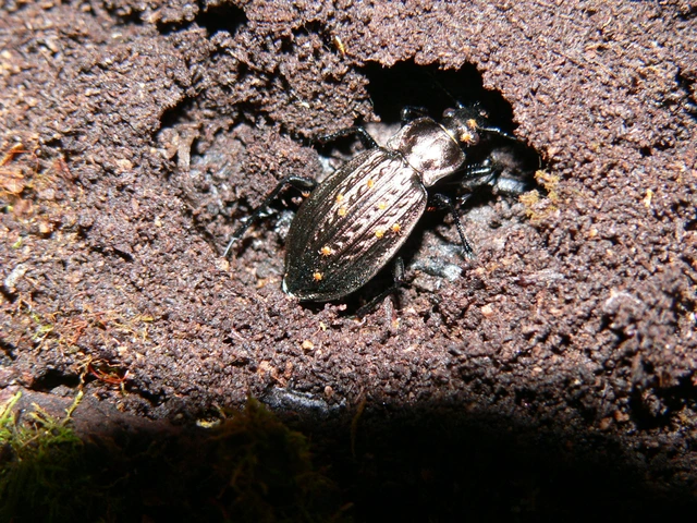 Carabus granulatus - mezei futrinka