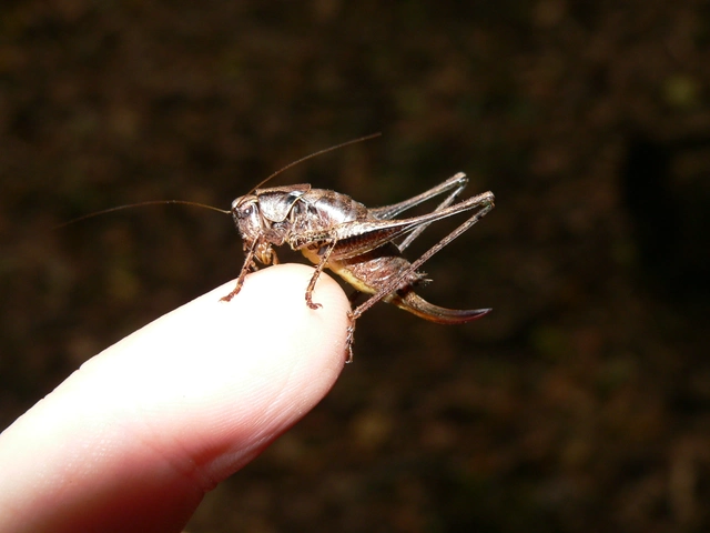 Pholidoptera griseoaptera - szürke avarszöcske