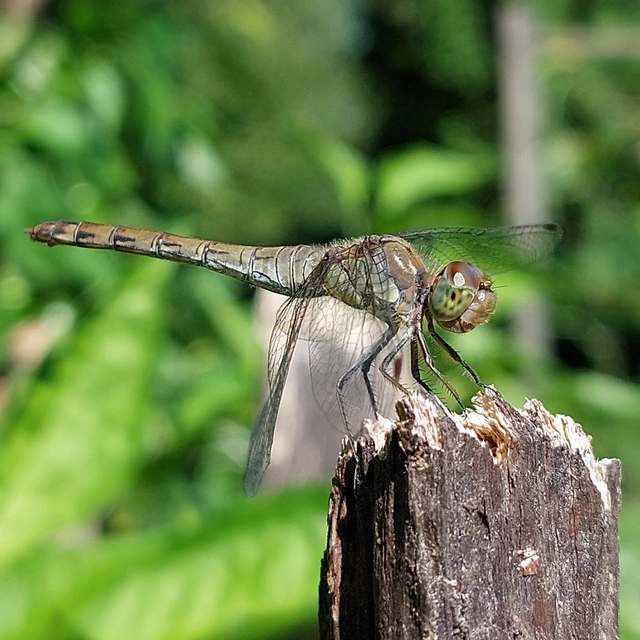 Sympetrum striolatum - harántsávos katona-szitakötő