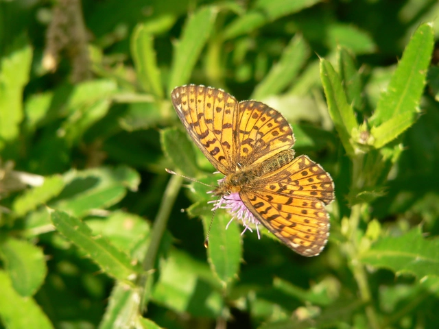 Boloria selene - fakó gyöngyházlepke