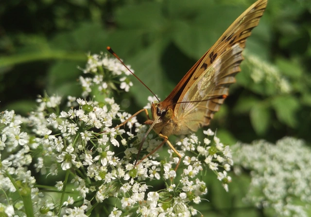 Argynnis paphia - nagy gyöngyházlepke