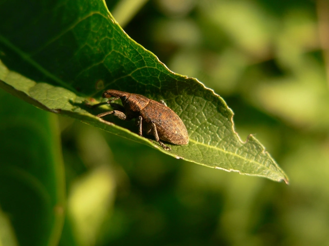 Lepyrus armatus - tompafogú fűzormányos