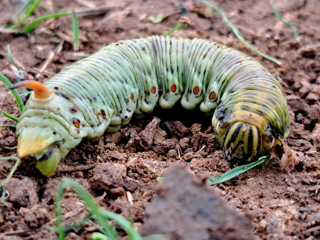 Agrius convolvuli - szulákszender