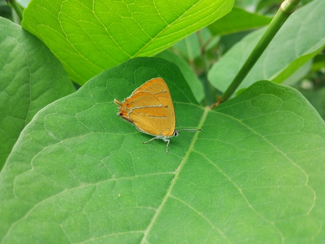 Thecla betulae - nyírfalepke