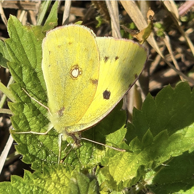 Colias erate - csángó-kéneslepke