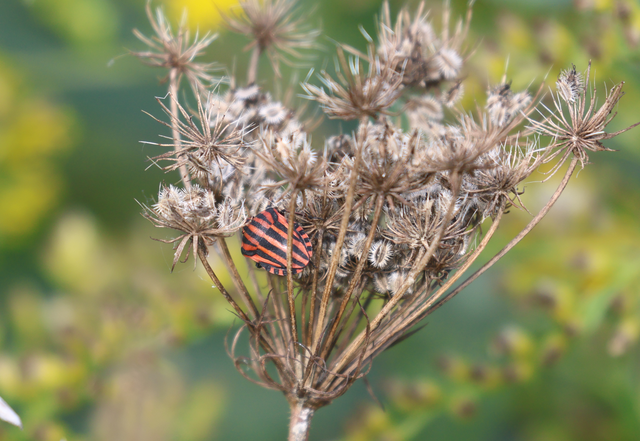 Graphosoma italicum - csíkos pajzsospoloska