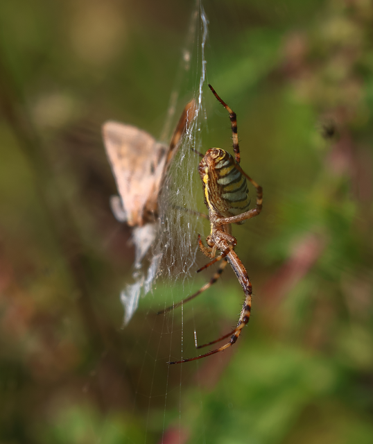 Argiope bruennichi - darázspók