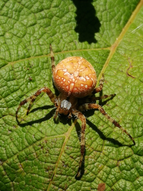 Araneus diadematus - koronás keresztespók
