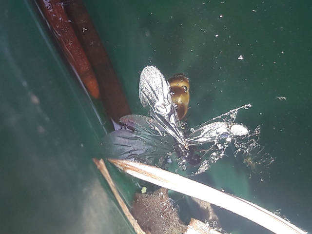 Solenopsis