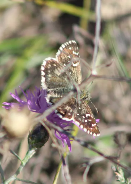 Pyrgus armoricanus - feles busalepke