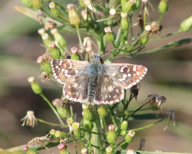 Pyrgus armoricanus - feles busalepke