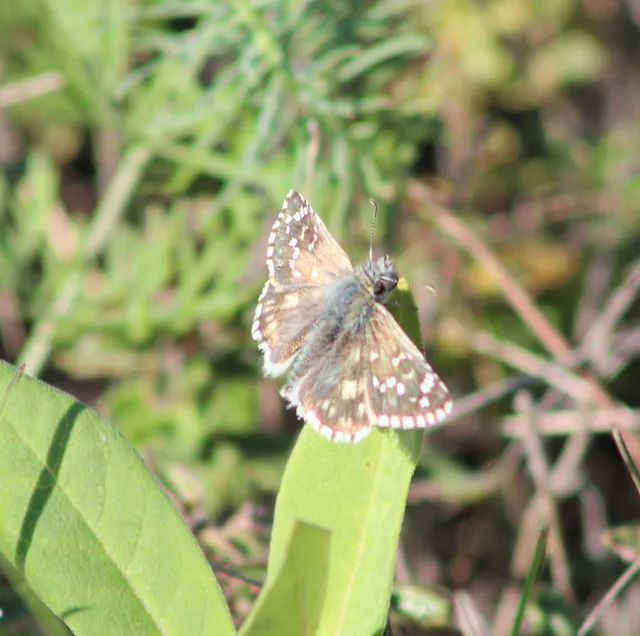 Pyrgus armoricanus - feles busalepke