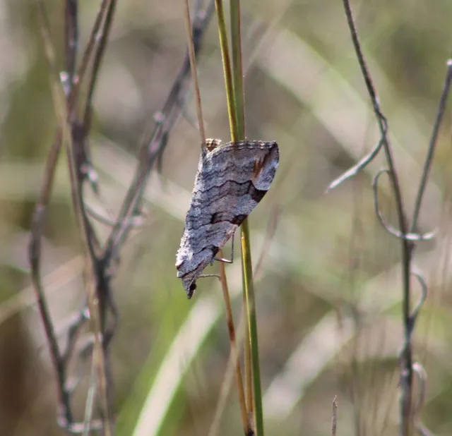 Aplocera efformata/plagiata