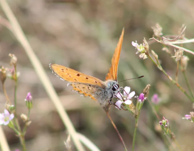 Lycaena thersamon - kis tűzlepke