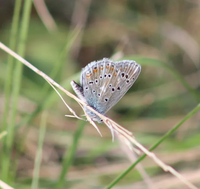 Polyommatus dorylas - fénylő boglárka