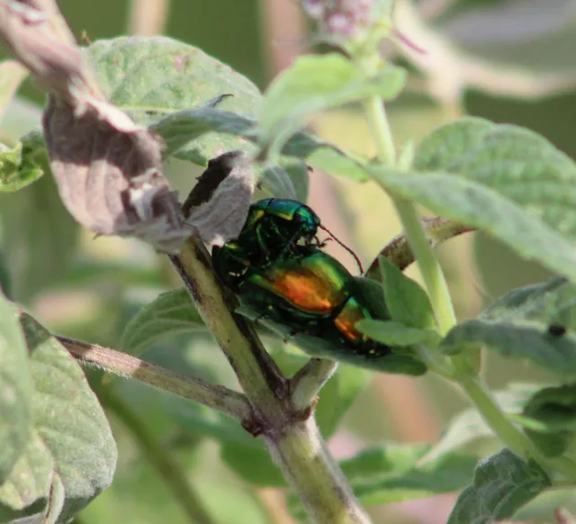 Chrysolina herbacea - zöld mentalevelész