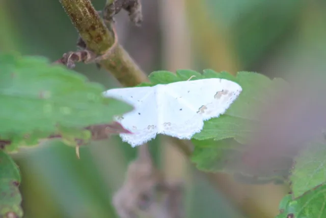 Scopula ornata - díszes fehéraraszoló